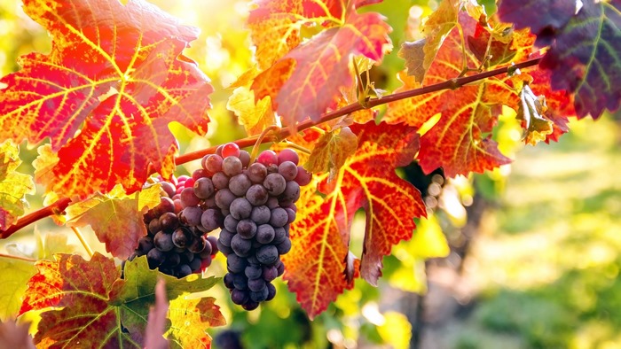 Grapes on a vine with autumn leaves