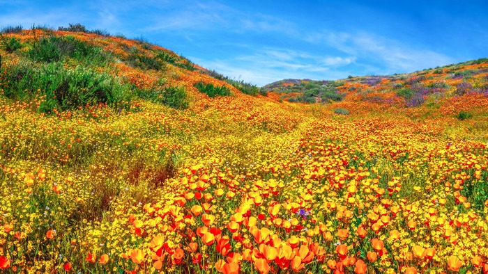 Field of orange and yellow wildflowers under a blue sky