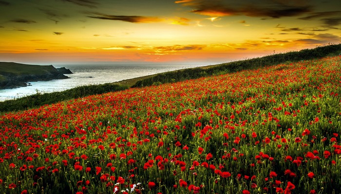 Field of red poppies by the sea at sunset