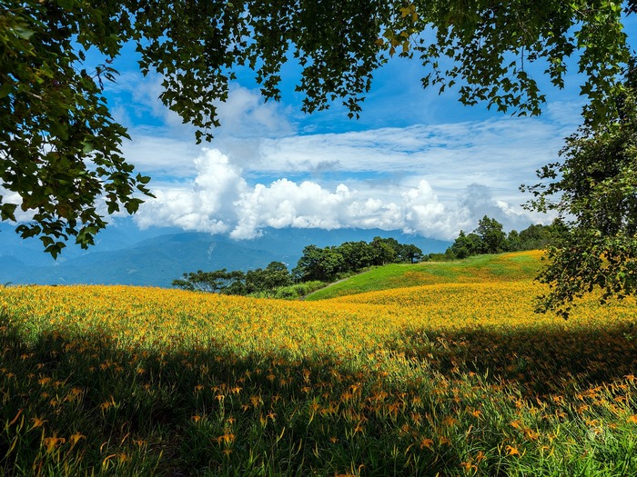 Field of yellow flowers with mountains and clouds