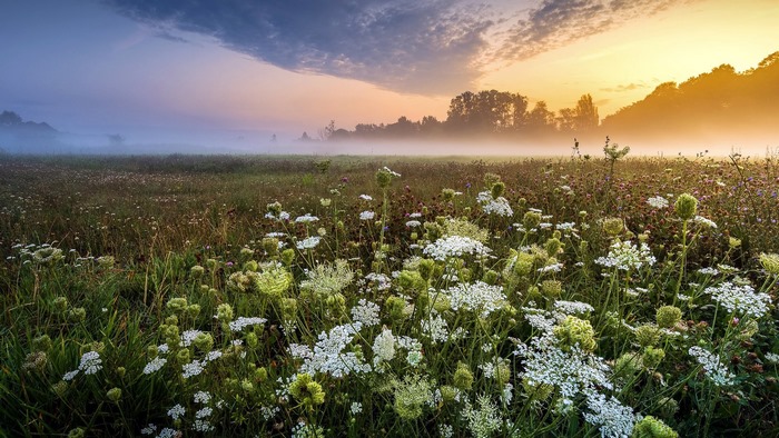 Field of wildflowers at sunrise with fog