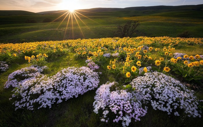 Field of wildflowers at sunset