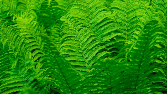 Close-up of vibrant green fern fronds