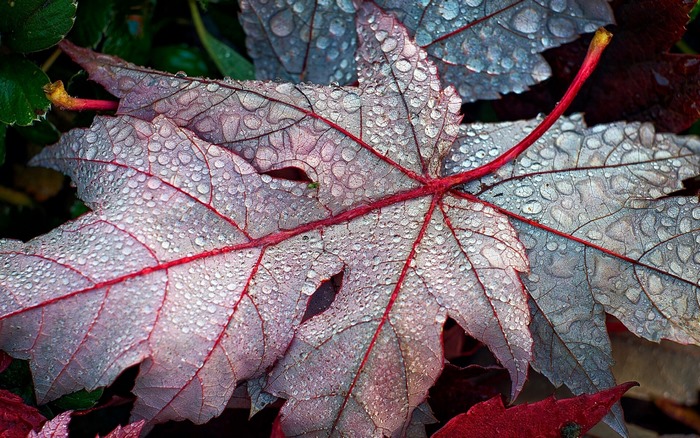 Close-up of wet autumn leaves with red veins