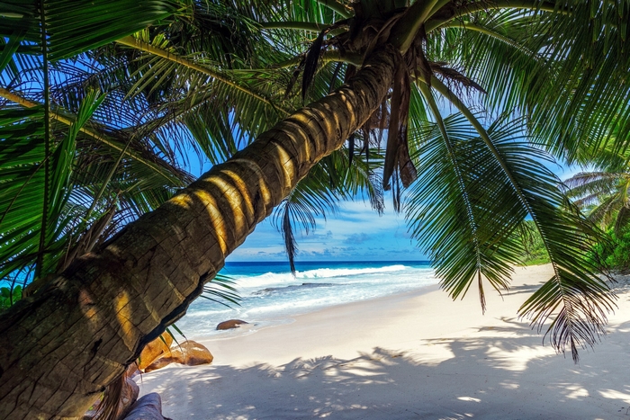 Palm tree over a tropical beach and ocean