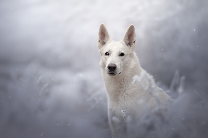 White German Shepherd Dog in Snow
