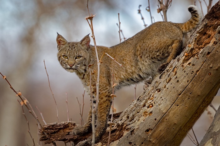 Bobcat perched on a dead tree branch