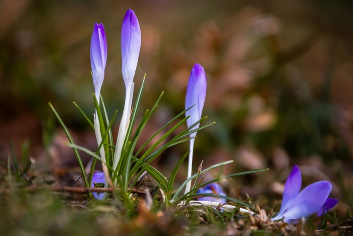 Purple Crocus Flowers Blooming in Spring