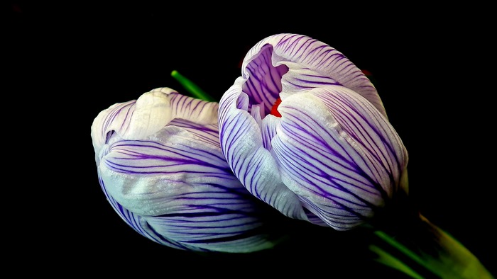 Two striped crocus flowers on black background