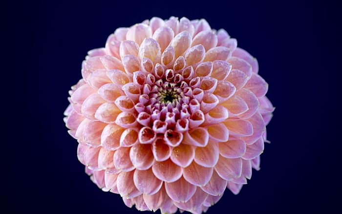 Pink Dahlia flower with water droplets