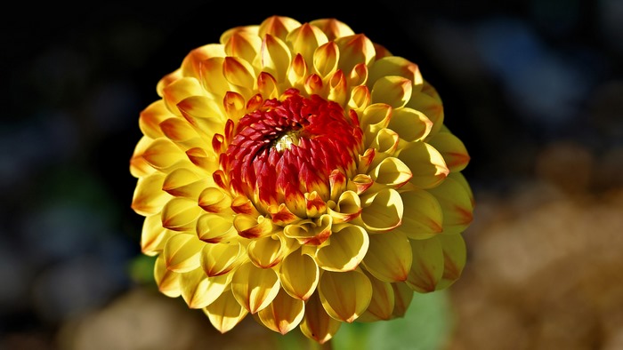 Yellow and red dahlia flower