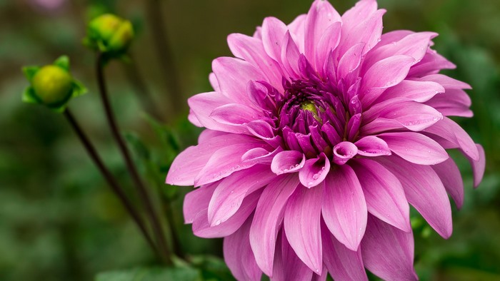 Pink Dahlia flower with buds
