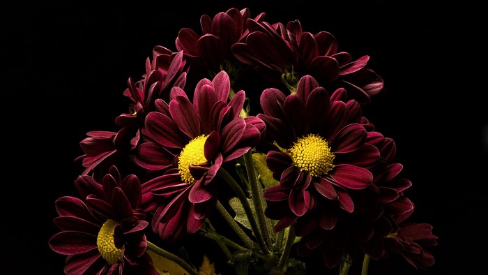 Dark Red Chrysanthemums with Yellow Centers