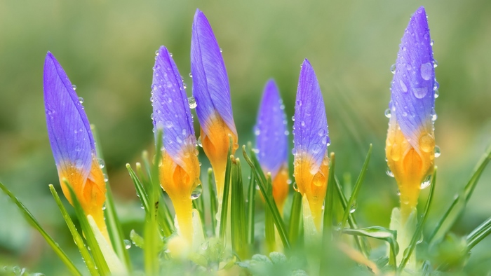 Purple and yellow crocus flowers with water droplets