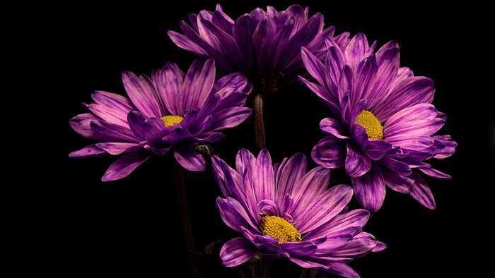 Four purple chrysanthemums with yellow centers on a black background