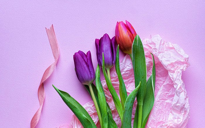 Purple and orange tulips with pink ribbon