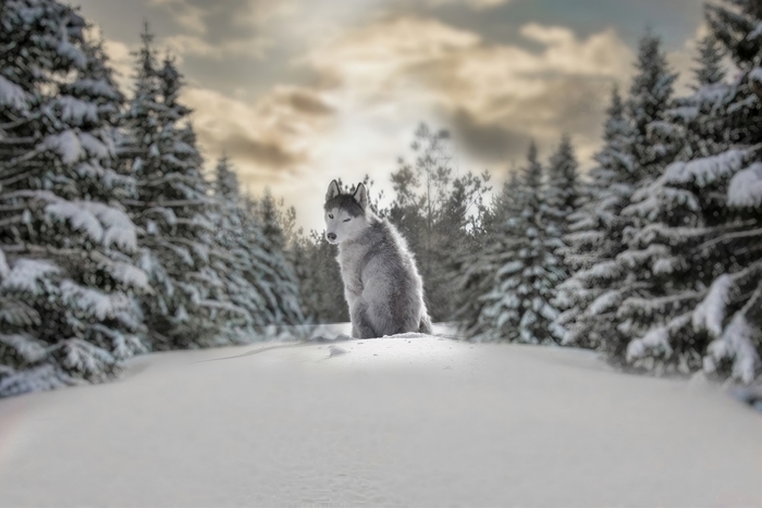 Husky in a Snowy Forest with Dramatic Sky