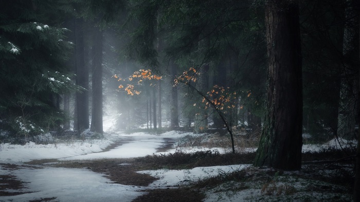 Snowy forest path with autumn leaves