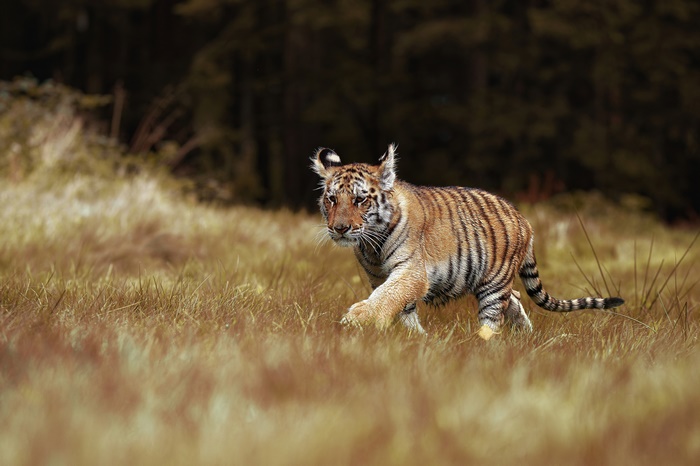 Tiger cub walking in tall grass