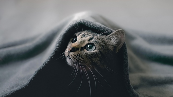 Tabby cat peeking out from under a gray blanket