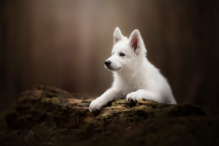 White Swiss Shepherd Puppy on a Log