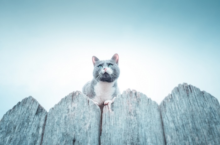 Gray and white cat sitting on a wooden fence