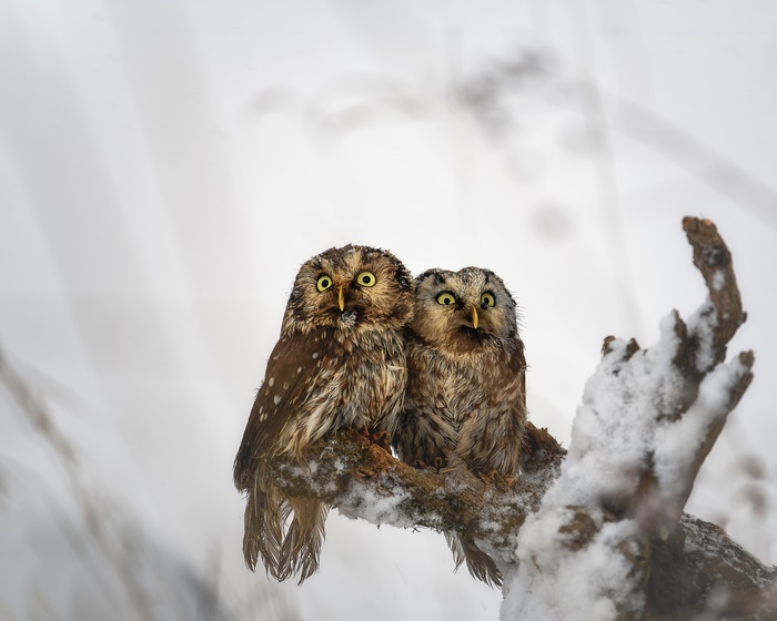 Two owls perched on a snow-covered branch in winter
