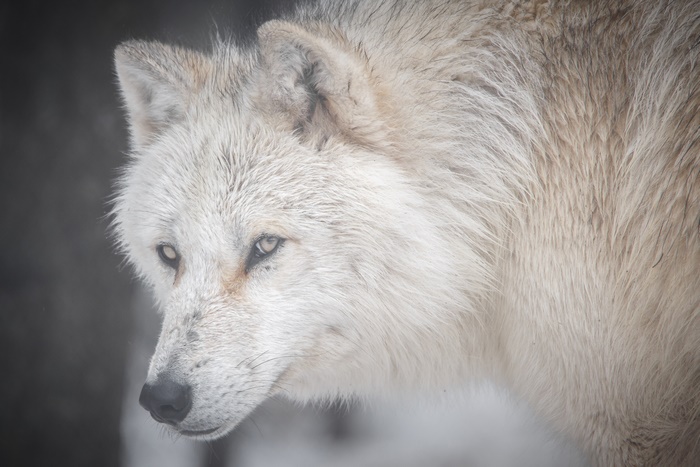 Close-up of an Arctic wolf's face