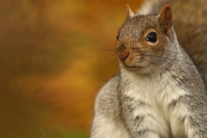Squirrel in 4K