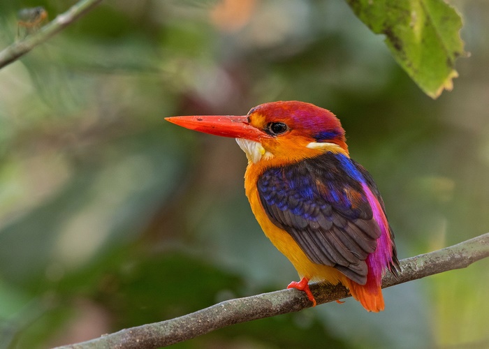 Vibrant Oriental Dwarf Kingfisher on Branch