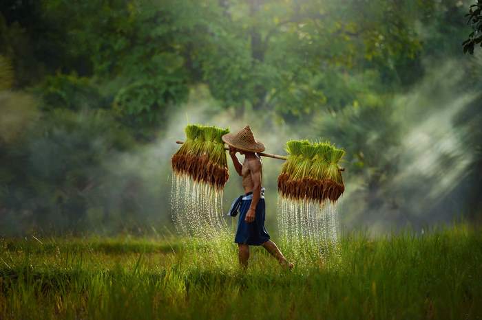 Rice Farmer Carrying Seedlings in Thailand