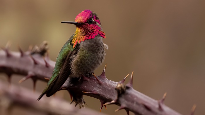 Anna's Hummingbird perched on a thorny branch