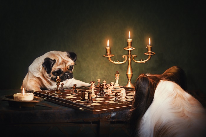 Pug and Papillon playing chess by candlelight