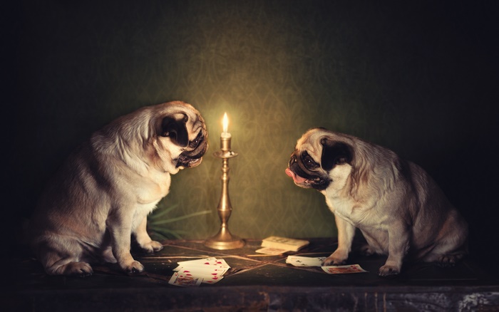 Two pugs playing cards by candlelight