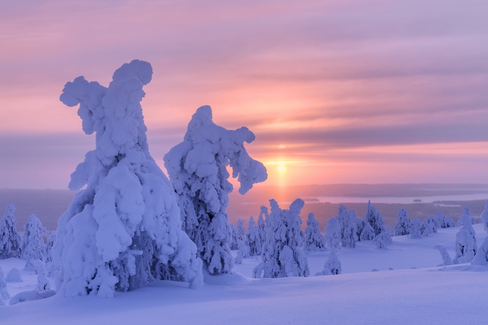 Snow-covered trees at sunrise in winter landscape