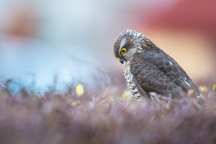 Sparrowhawk bird of prey in natural habitat