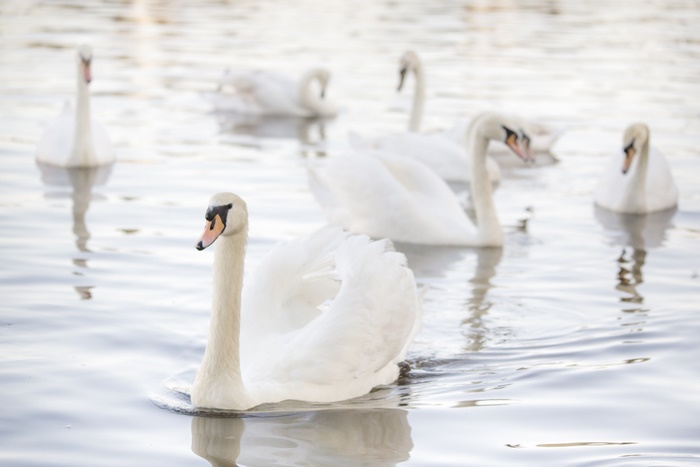Mute Swans swimming in a lake