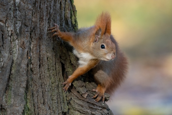 Red squirrel on a tree trunk