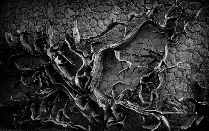 Dead tree branches against a stone wall