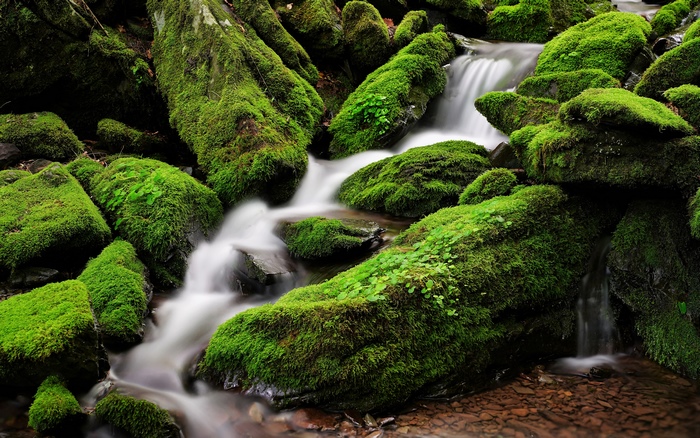 Mossy rocks with a small waterfall in a forest