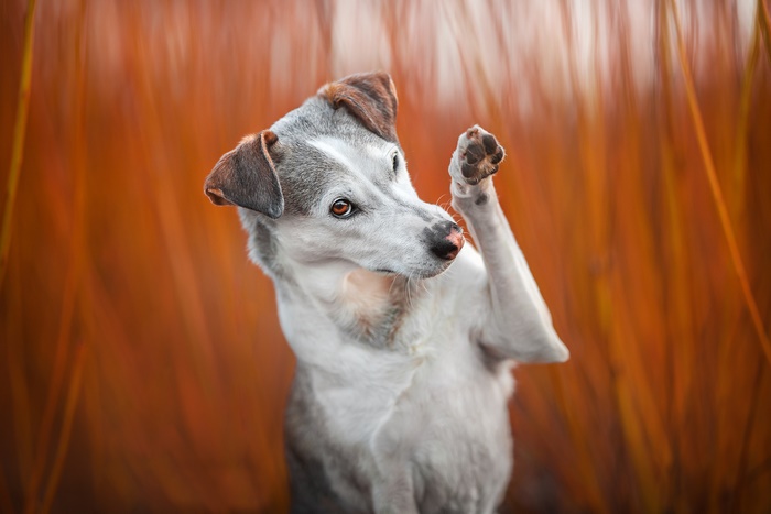 Dog giving a high five