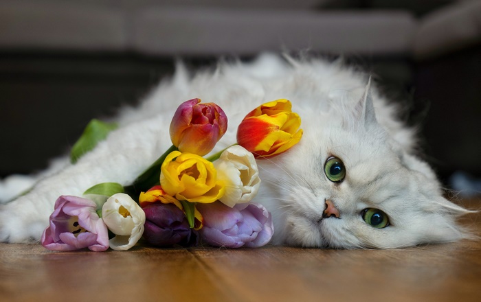 White cat with colorful tulips