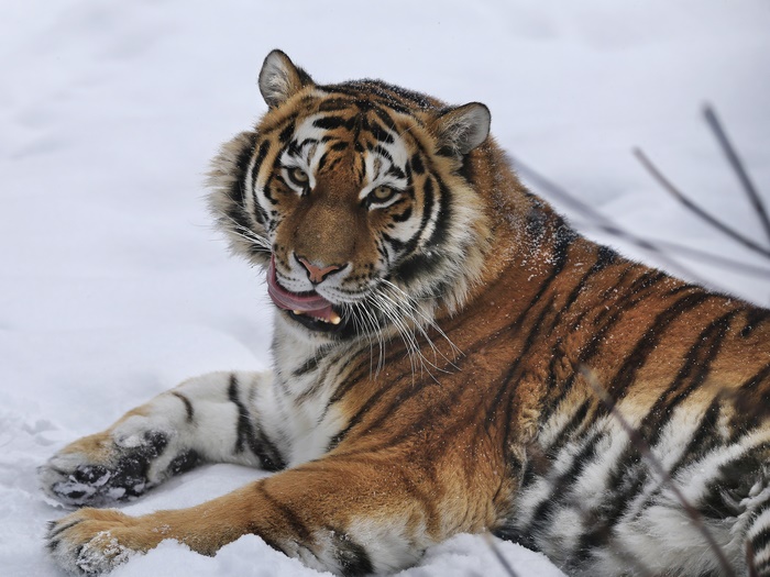 Tiger licking its nose in the snow