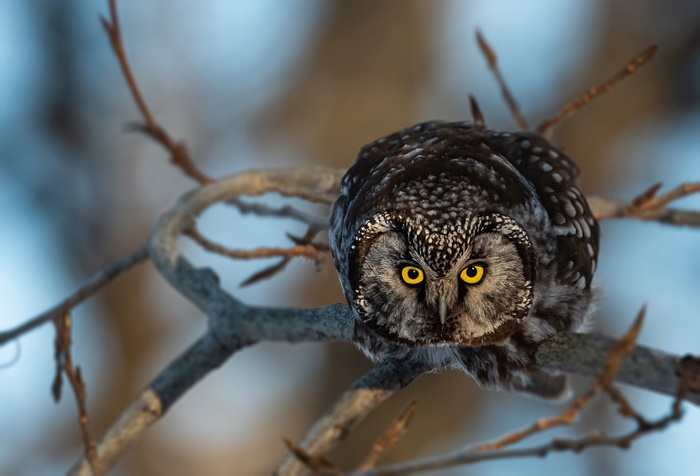 Boreal owl perched on a branch