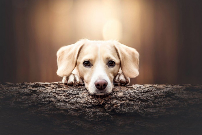 Puppy resting its head on a log