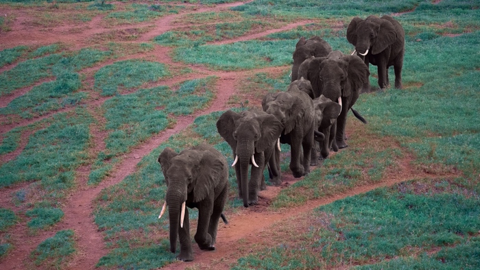 A herd of African elephants walking in a line