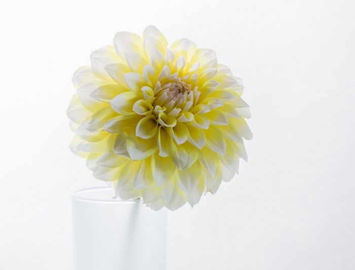 Yellow and white dahlia in a vase