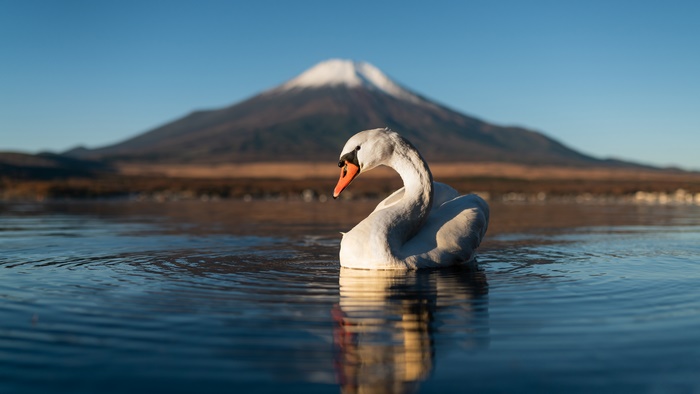Mute Swan on a lake with Mount Fuji reflection
