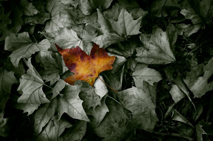 A single colorful leaf on a bed of grey leaves