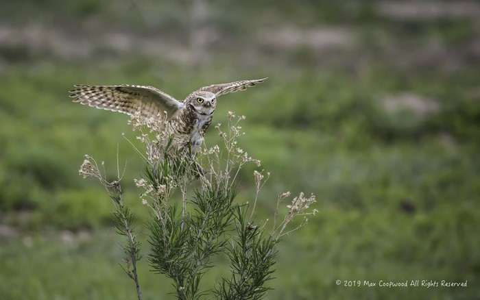 Burrowing owl perched on a plant